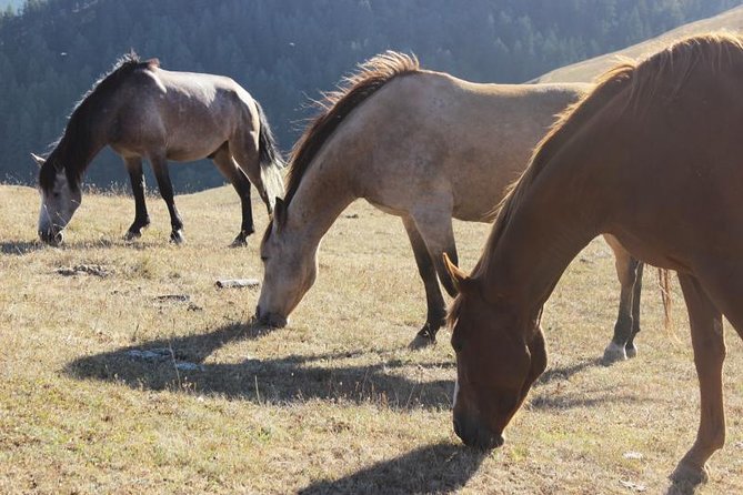 Trekking Group Tour From Tusheti to Khevsureti via Atsunta Pass - Tour Overview and Highlights