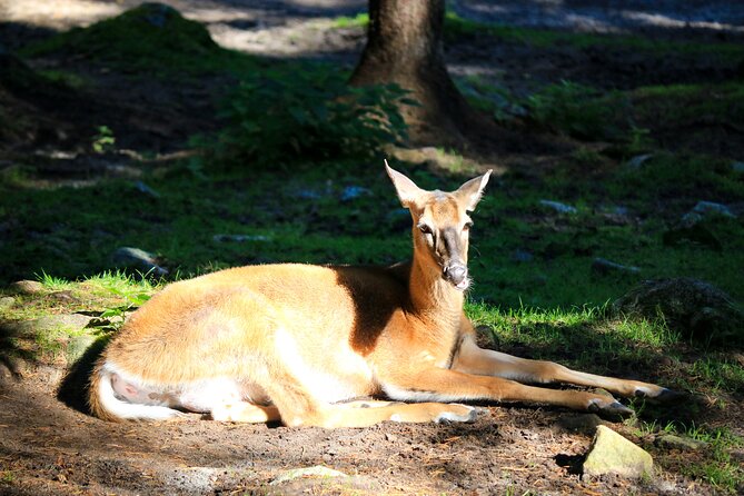 Trip to Ranua Wildlife Park - Transportation and Amenities