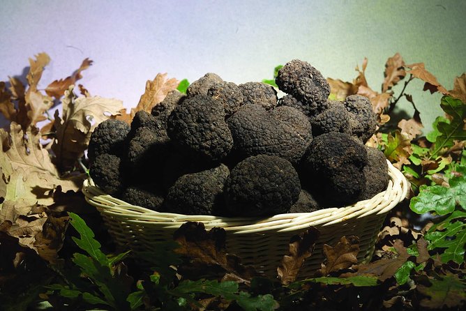 Truffle Hunting With Tasting Included – Umbria, Italy