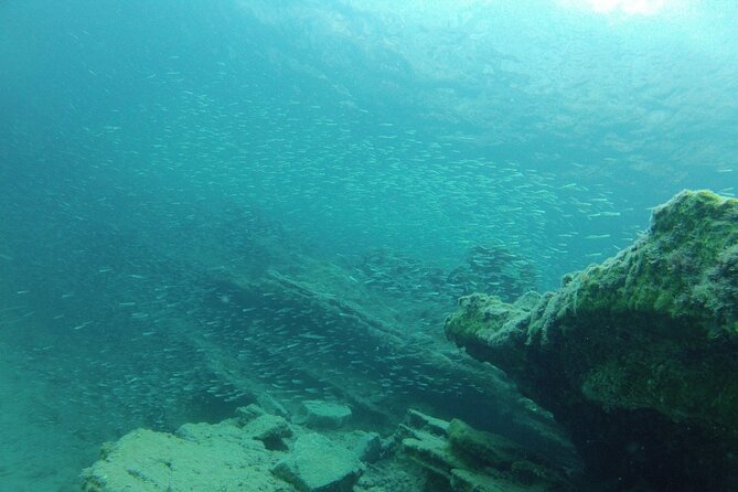 Try Snorkeling in the Sea With the Blue Dolphin Team - Additional Information