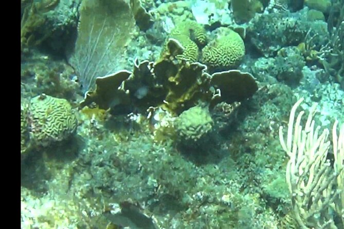 TUGBOAT Snorkeling Trip
