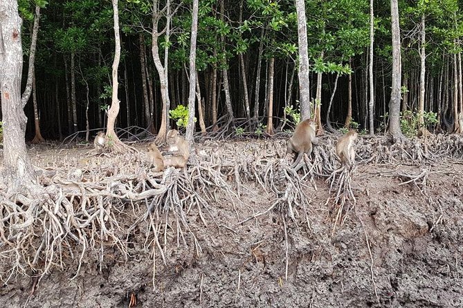 Tung Yee Peng Mangrove Forest Tour By Longtail Boat From Koh Lanta