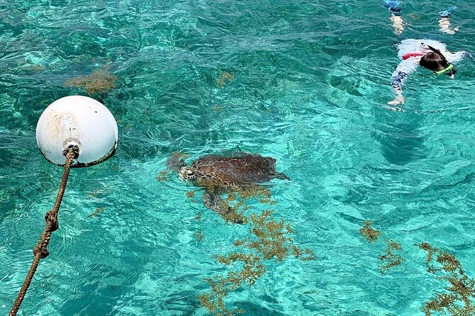 Turtle Garden Snorkeling Tour and Island Break - Tour Overview