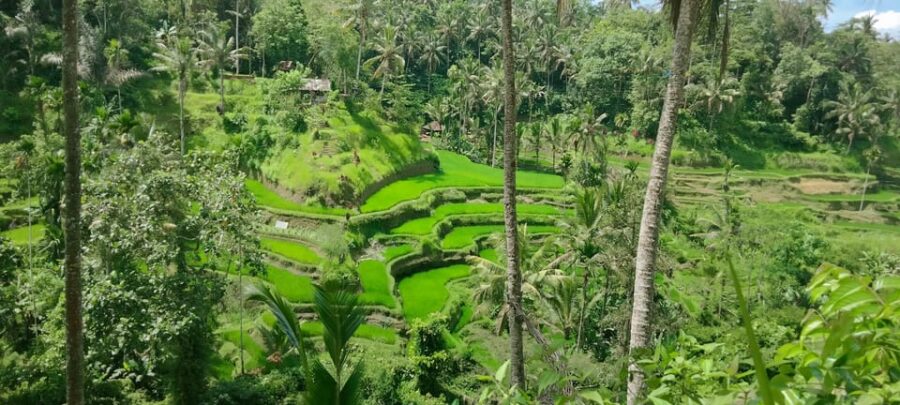 Ubud Private Tour With Driver-Guide