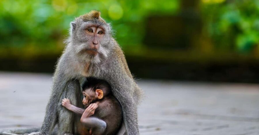 Ubud Tour: Culture, Waterfalls, Temples, Monke Forest