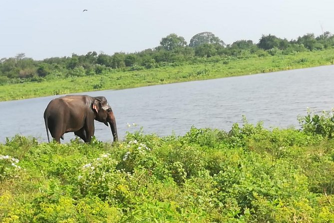 Uda Walawe Safari 1-Day-Tour From Mirissa, Weligama, Ahangama