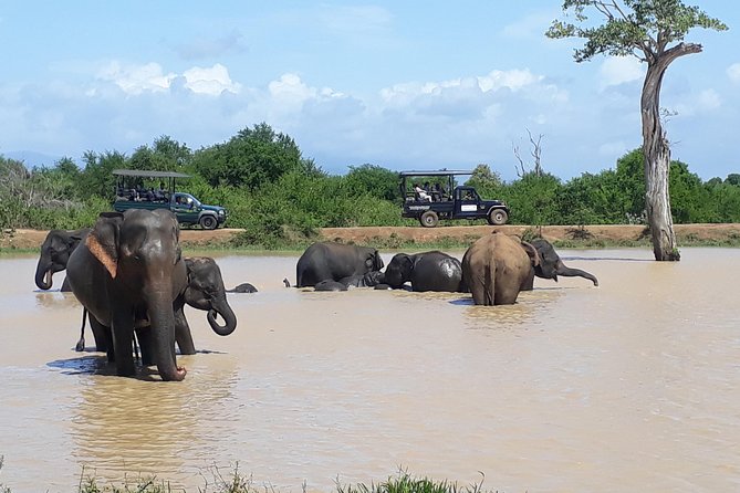 Udawalawe Safari Day Tour From Kandy - Tour Overview