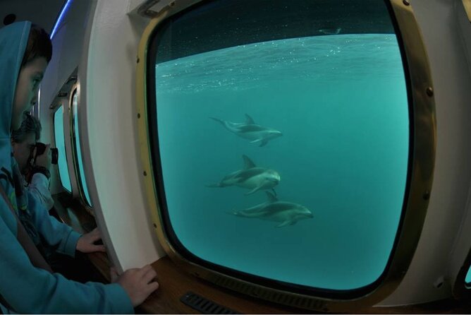 Underwater Whale Watching in Puerto Piramides
