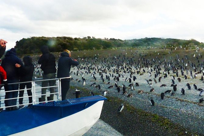 Ushuaia: Beagle Channel Navigation to the Penguin Colony - Overview of the Tour
