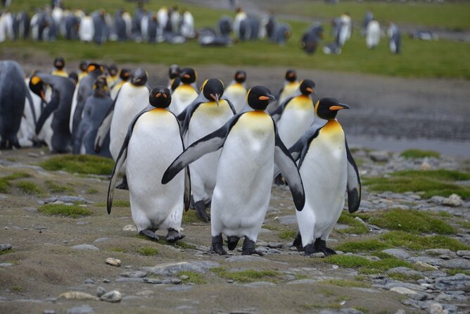 Ushuaia: Beagle Walk Among Penguins Navigation Isla De Lobos