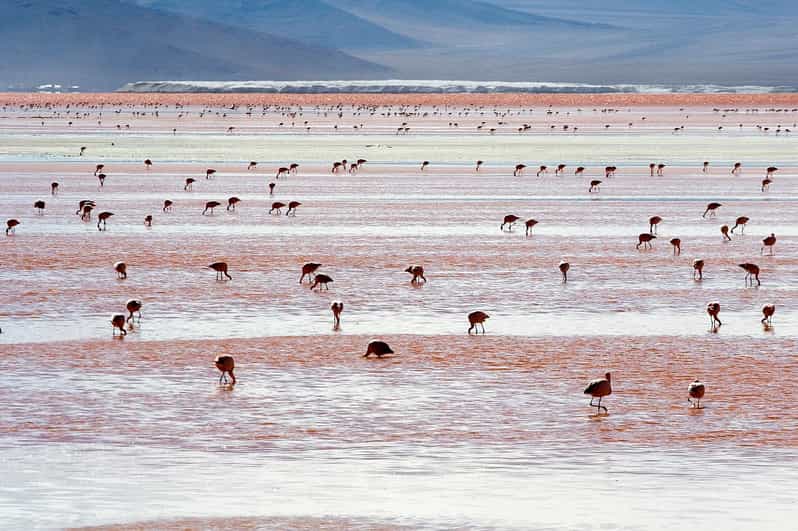 Uyuni Salt Flats (3 Days) English-Speaking Guide