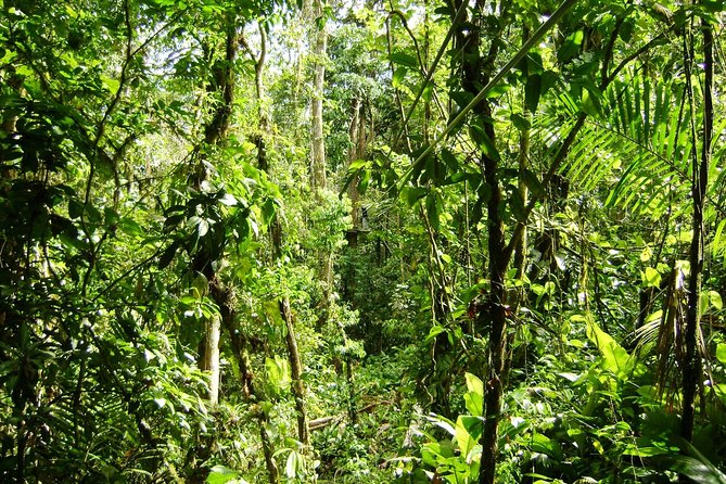 Veragua Rainforest