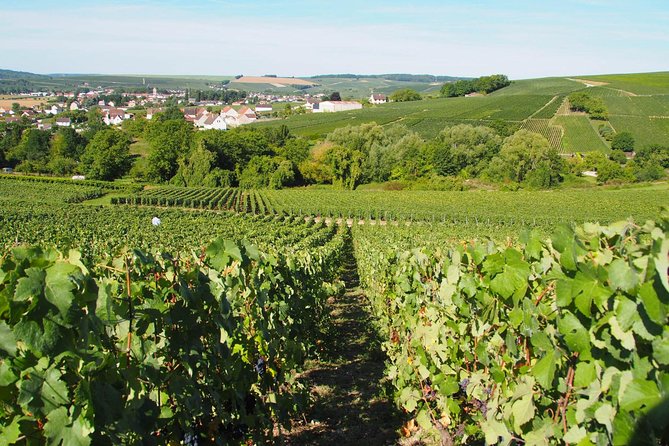 Vineyard Walking Tour & 5 Champagnes Tasting