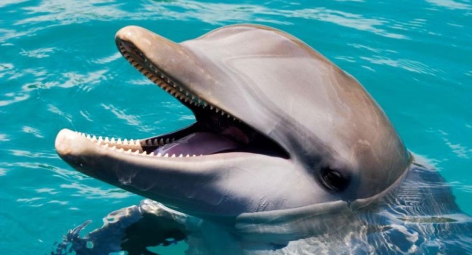 7 Best Dolphin Watching Tours In Puerto Plata