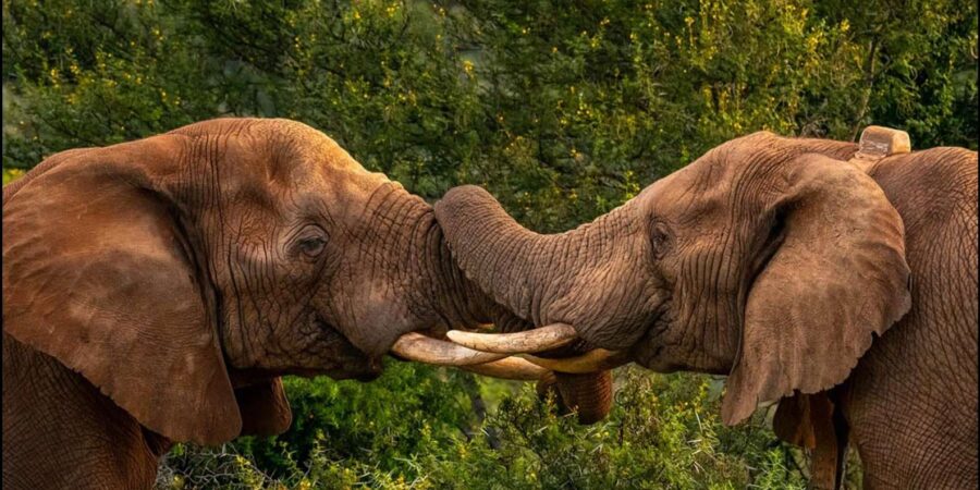 Visit Port Elizabeth: Amakhala Game Reserve Safari