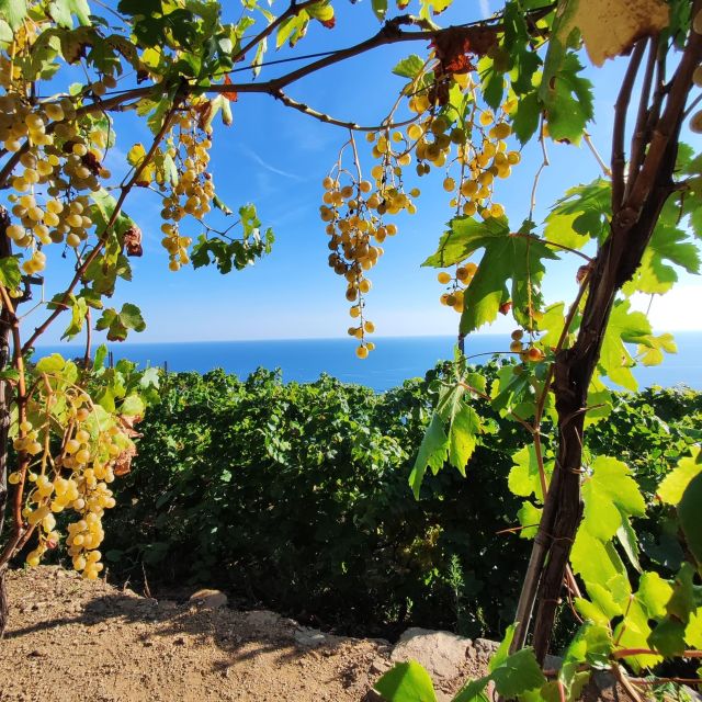 Volastra: BarCa Wine Tasting in Cinque Terre and Pesto Class - Activity Details