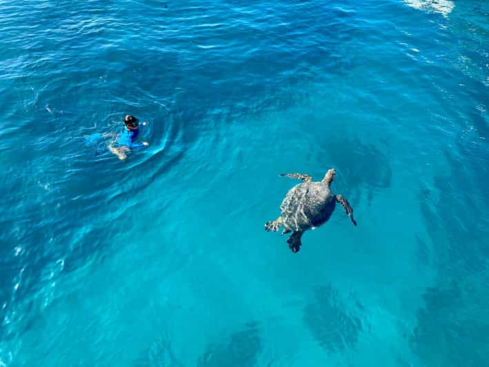 Waikiki: Sea Turtle Snorkeling, Small Group Boat Tour