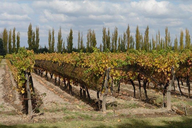 Walking the Wine Roads With Tasting