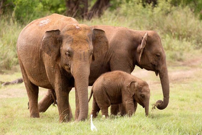 Wasgamuwa National Park | Private Safari