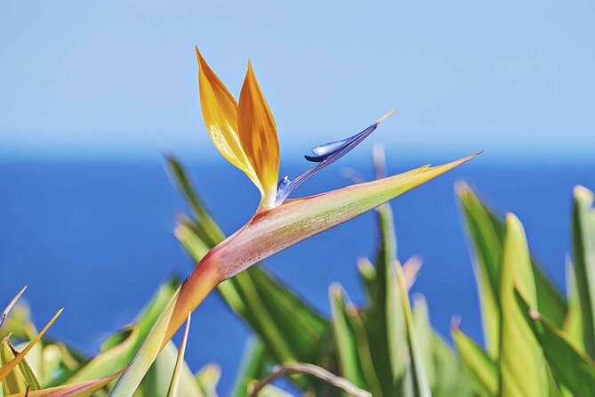 West of Madeira Private Full-Day Tour With Pickup From Funchal