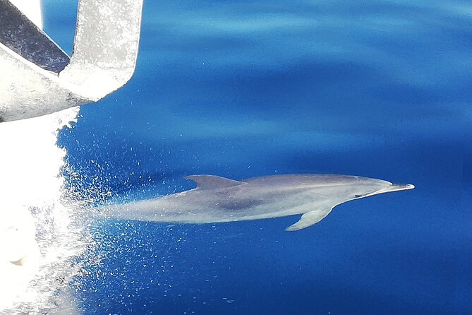 Whale & Dolphin Watching With Mustcat Virgin Coast Trip On a Large Catamaran - Inclusions and Amenities