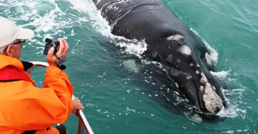 Whale Route Full Day Tour