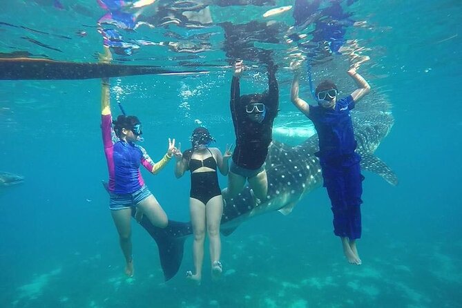 Whale Shark Encounter and Sumilon Sandbar With Kawasan Falls - Tour Overview and Highlights
