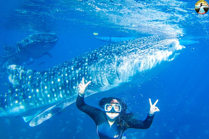 Whale Shark Swimming, Tumalog Falls and Kawasan Canyoneering - Tour Overview