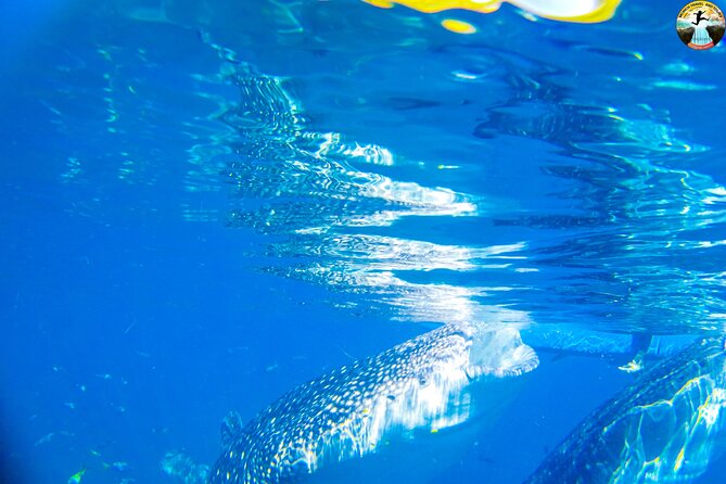 Whale Shark Swimming, Tumalog Falls and Kawasan Canyoneering