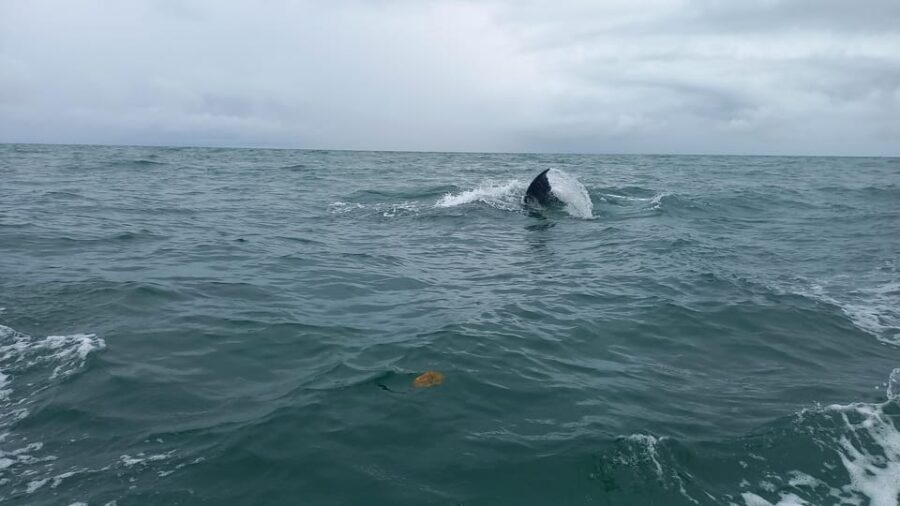 WHALE WATCHIN TOUR