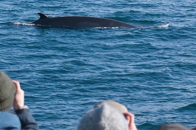 Whale Watching & ATV Adventure From Reykjavik - Overview of the Experience