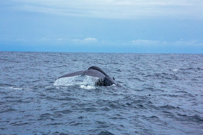 Whale Watching Boat Tour From Galle