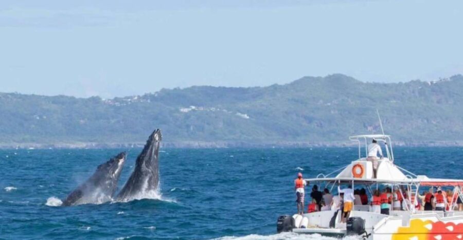 Whale Watching + Cayo Levantado Freedom
