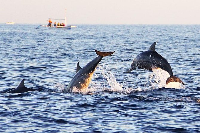 Whale Watching Cruise With Kingfisher Tours Srilanka - Inclusions and Services
