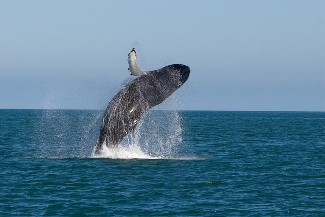 Whale Watching From Colombo - Overview of the Tour