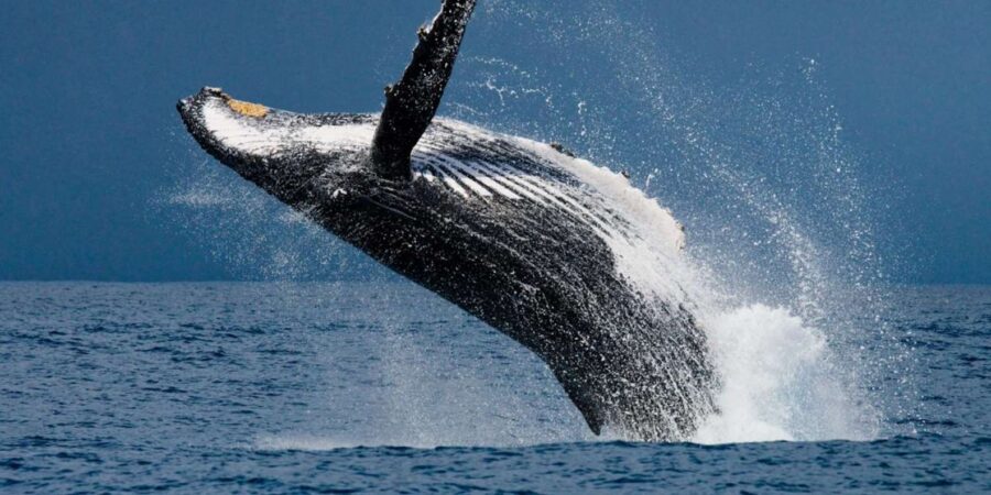 Whale Watching Hermanus Instagram, Group Tour From Cape Town - Tour Overview and Pricing