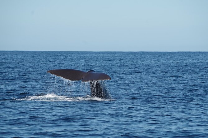 Whale Watching in Mirissa by Catamaran Cruise