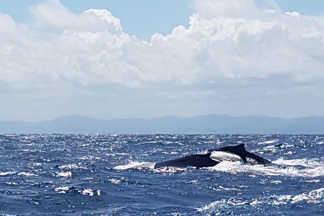 Whale Watching in Samana