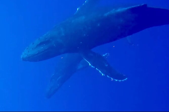 Whale Watching on Big Island