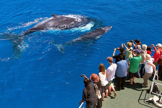 Whale Watching & Samana Bacardi Island