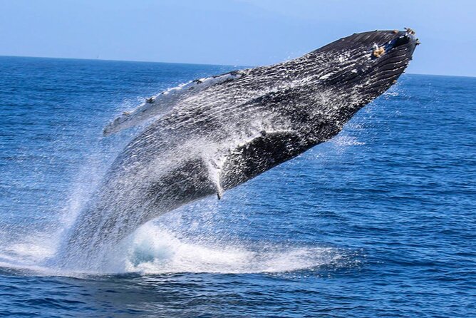 Whale Watching Shared Boat Tour From Bentota