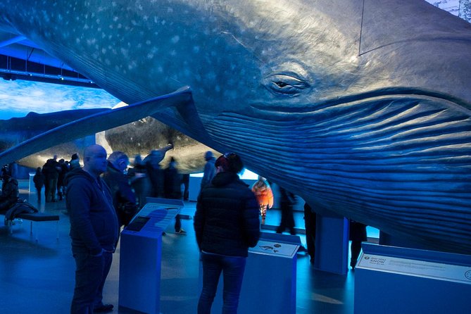 Whales of Iceland From Land and Sea