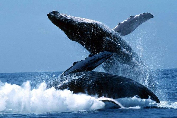 Whales Watching Half Day Experience