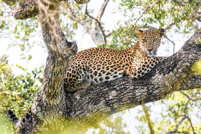 Wild Adventures Safari in Wilpattu