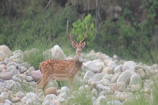 Wild Life Tour (JimCorbett 2Night) by Happyweekands.com