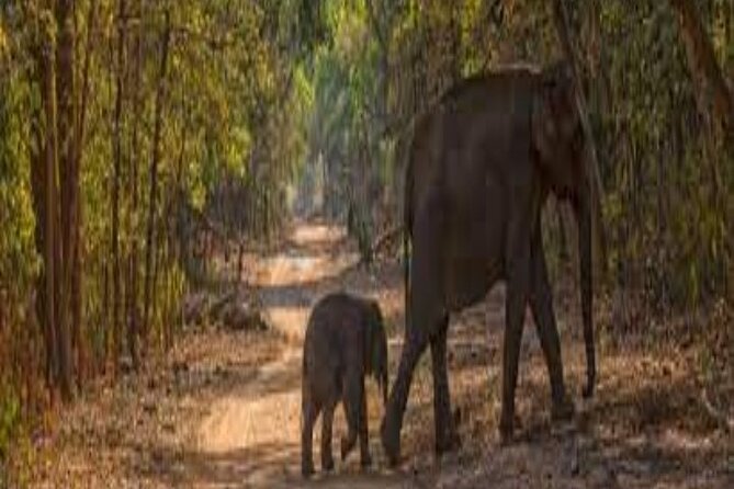 Best Tours In Jim Corbett National Park