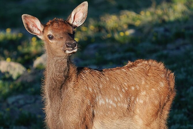 Wildside 4X4s Elk Watching Tour