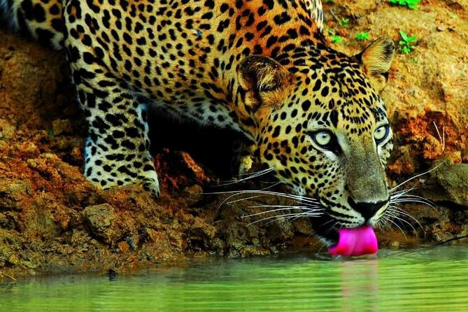 Wilpattu Jeep Safari and Anuradhapura Day Tour From Trincomalee