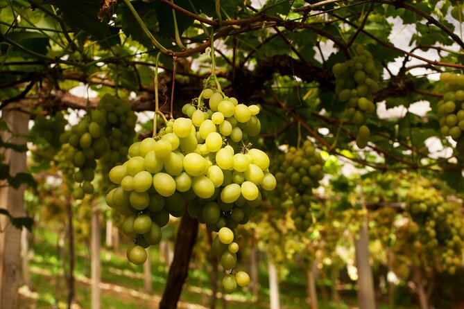 Wine Taste Tour With Maria Fumaça Train Ride
