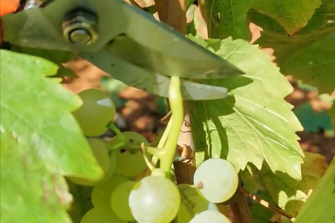Wine Tasting Experience at the Organic Winery in ŠIšAn